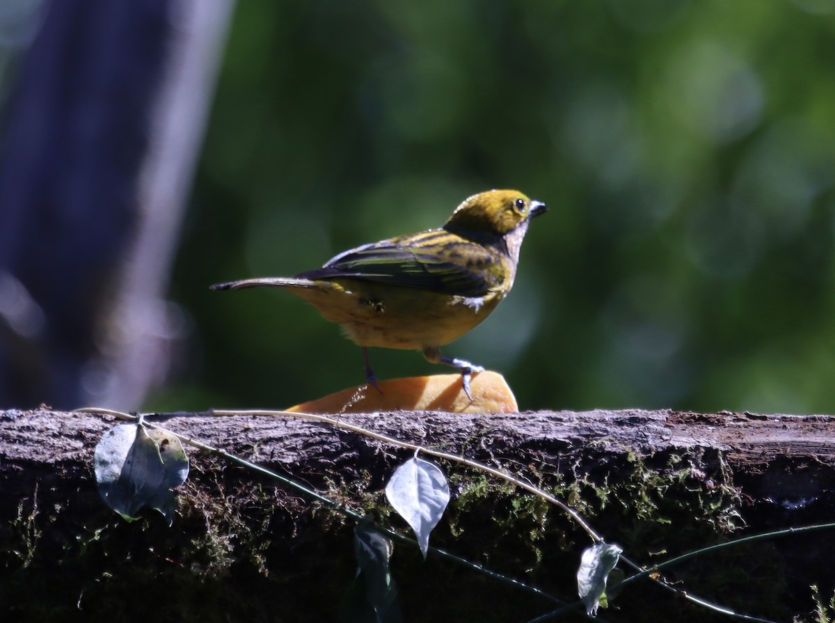 Silver-throated Tanager - ML616602123