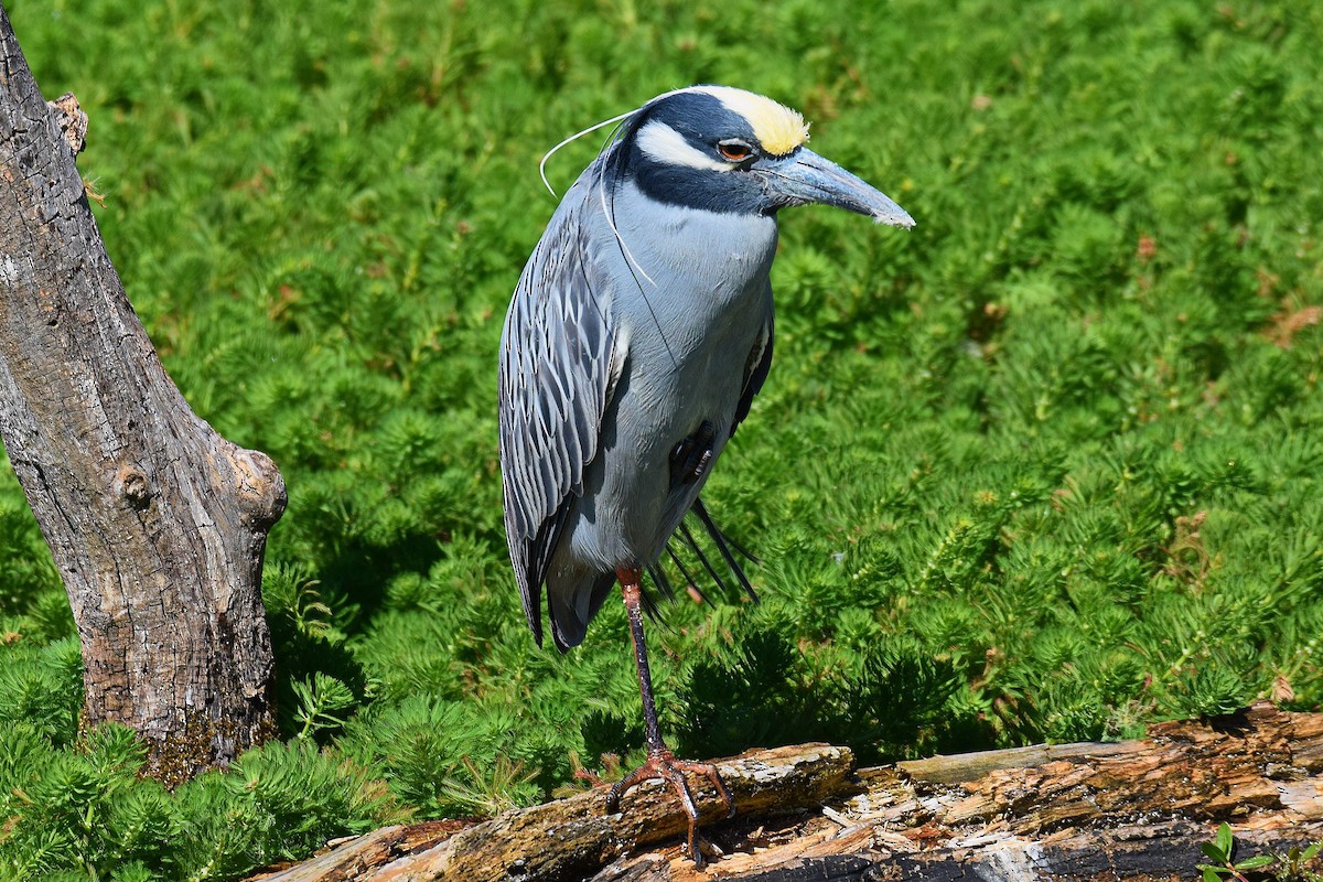 Yellow-crowned Night Heron - Hugh Barger