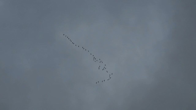 Greater White-fronted Goose - ML616602169