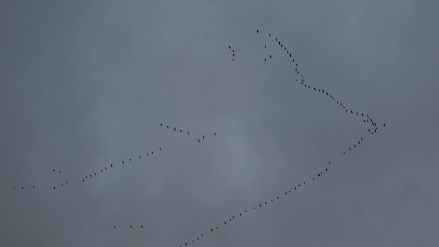 Greater White-fronted Goose - ML616602170