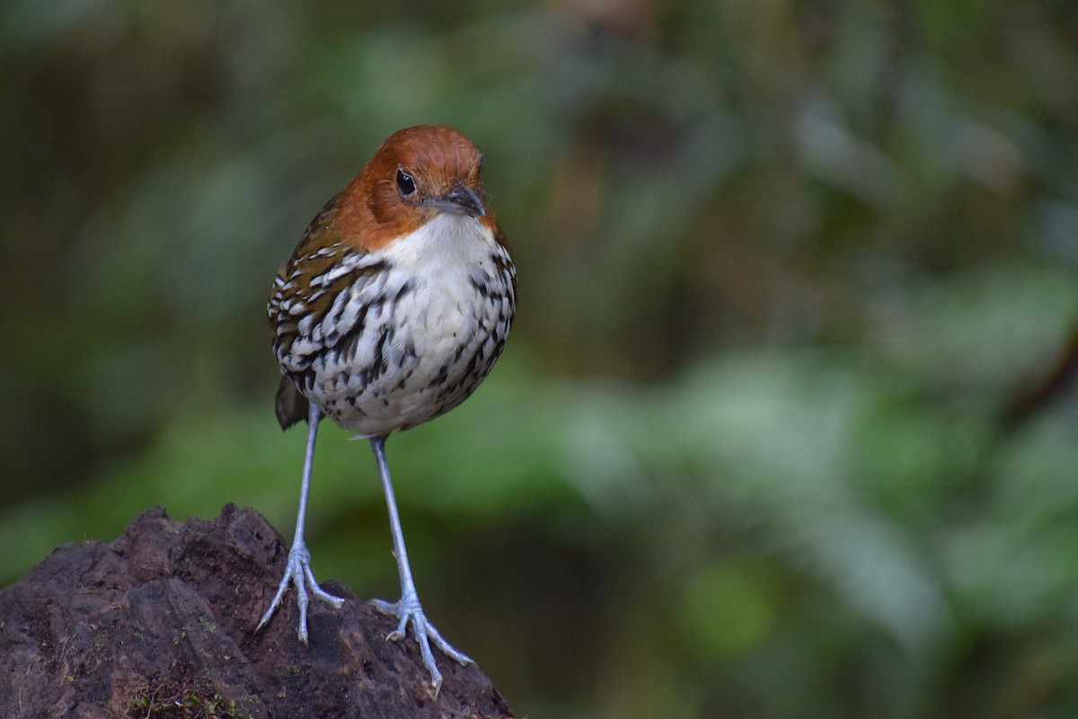 Chestnut-crowned Antpitta - ML616602171