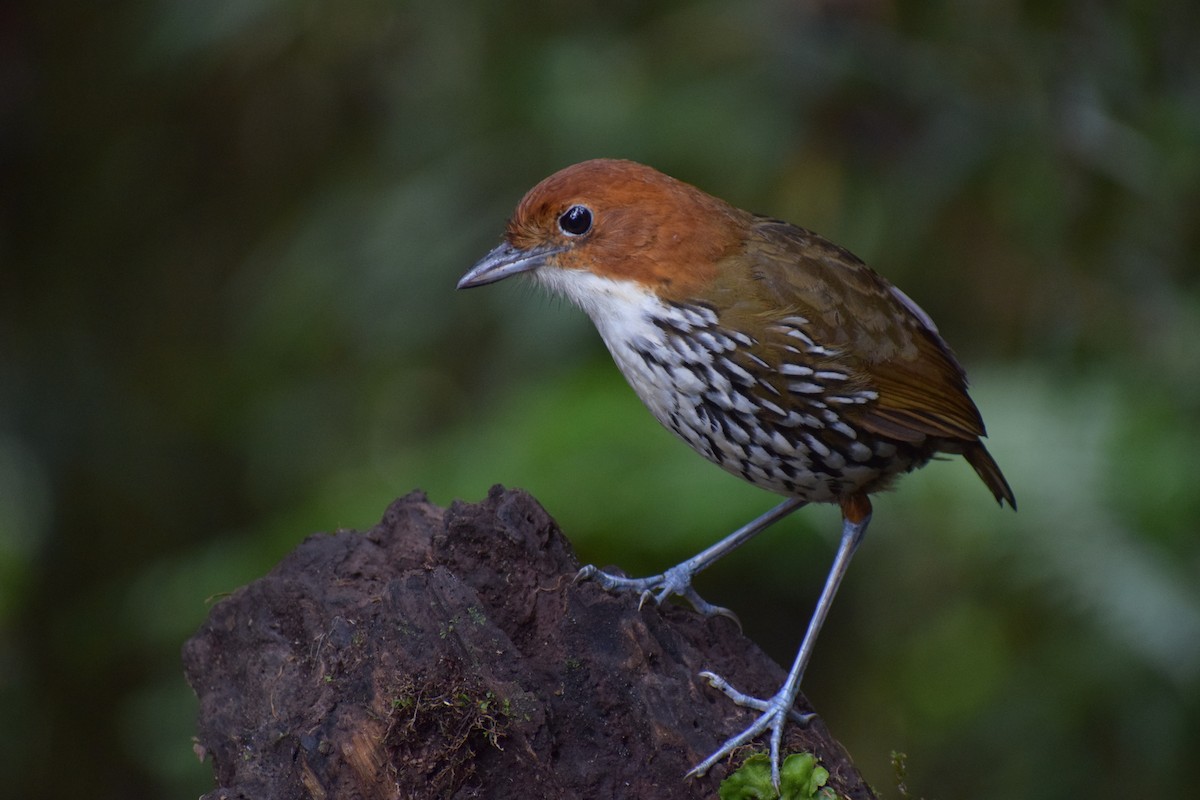 Chestnut-crowned Antpitta - ML616602174