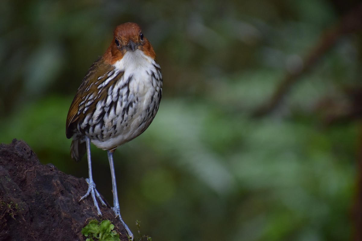 Chestnut-crowned Antpitta - ML616602175