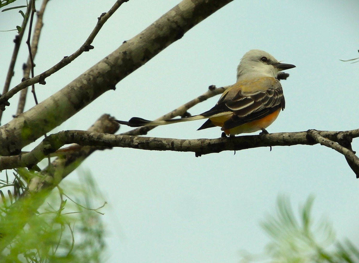 Scissor-tailed Flycatcher - ML616602208