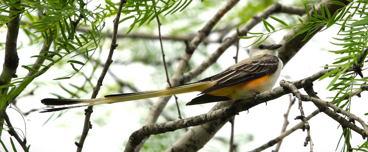 Scissor-tailed Flycatcher - ML616602209