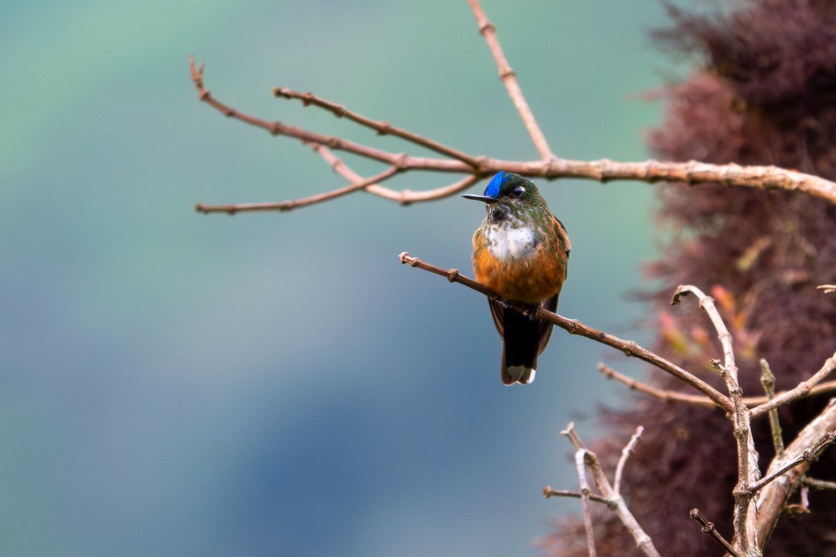 Violet-tailed Sylph - Forest Tomlinson