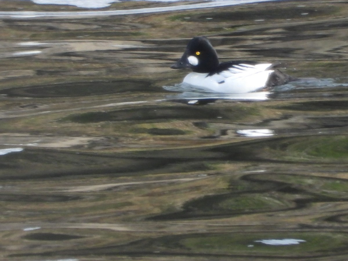 Common Goldeneye - Marcea Marine