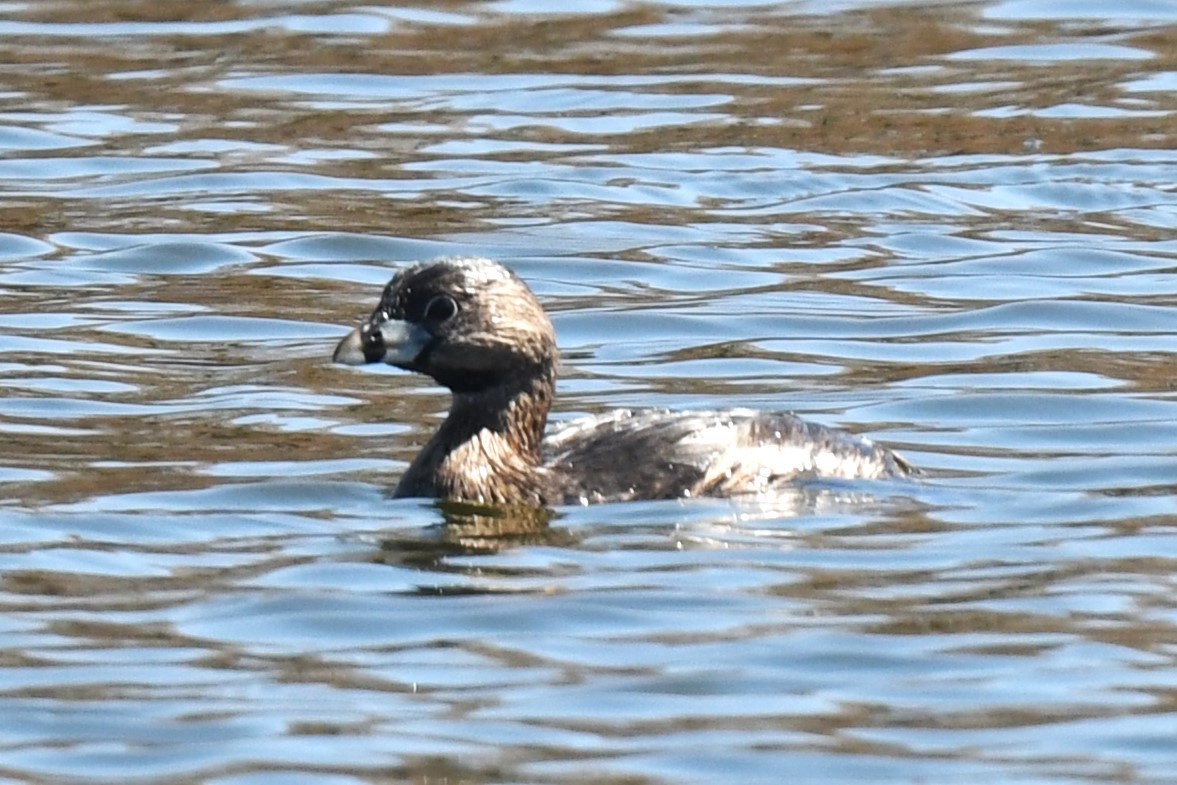 Pied-billed Grebe - Donald Taylor