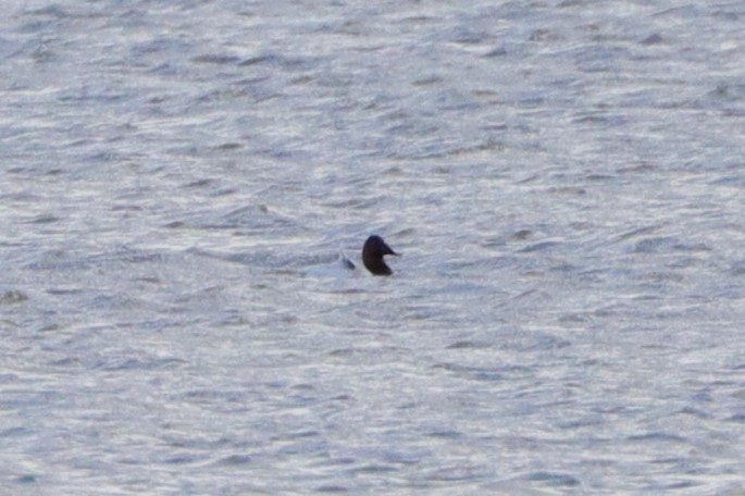 Canvasback - Trent Massey