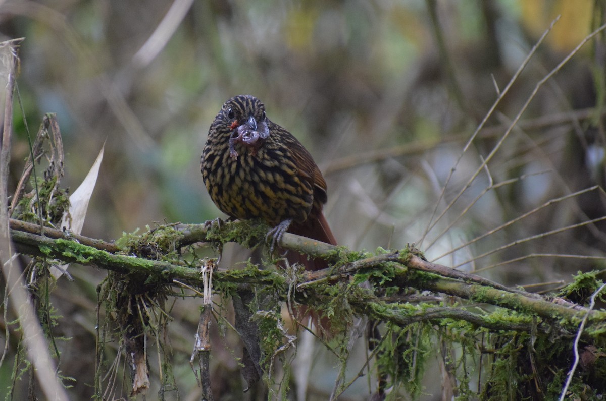 Trepamusgos Flamulado - ML616602308