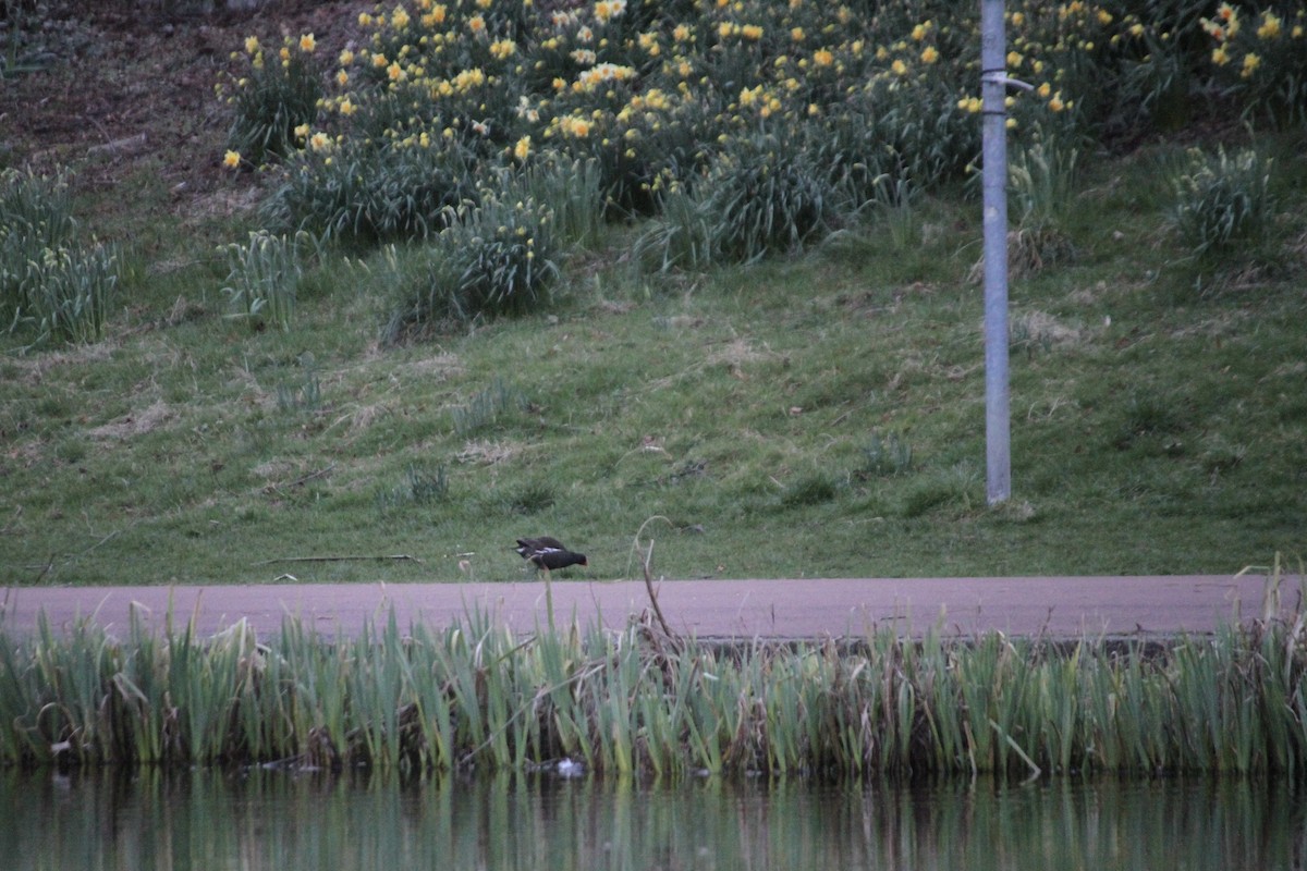 Eurasian Moorhen - ML616602334