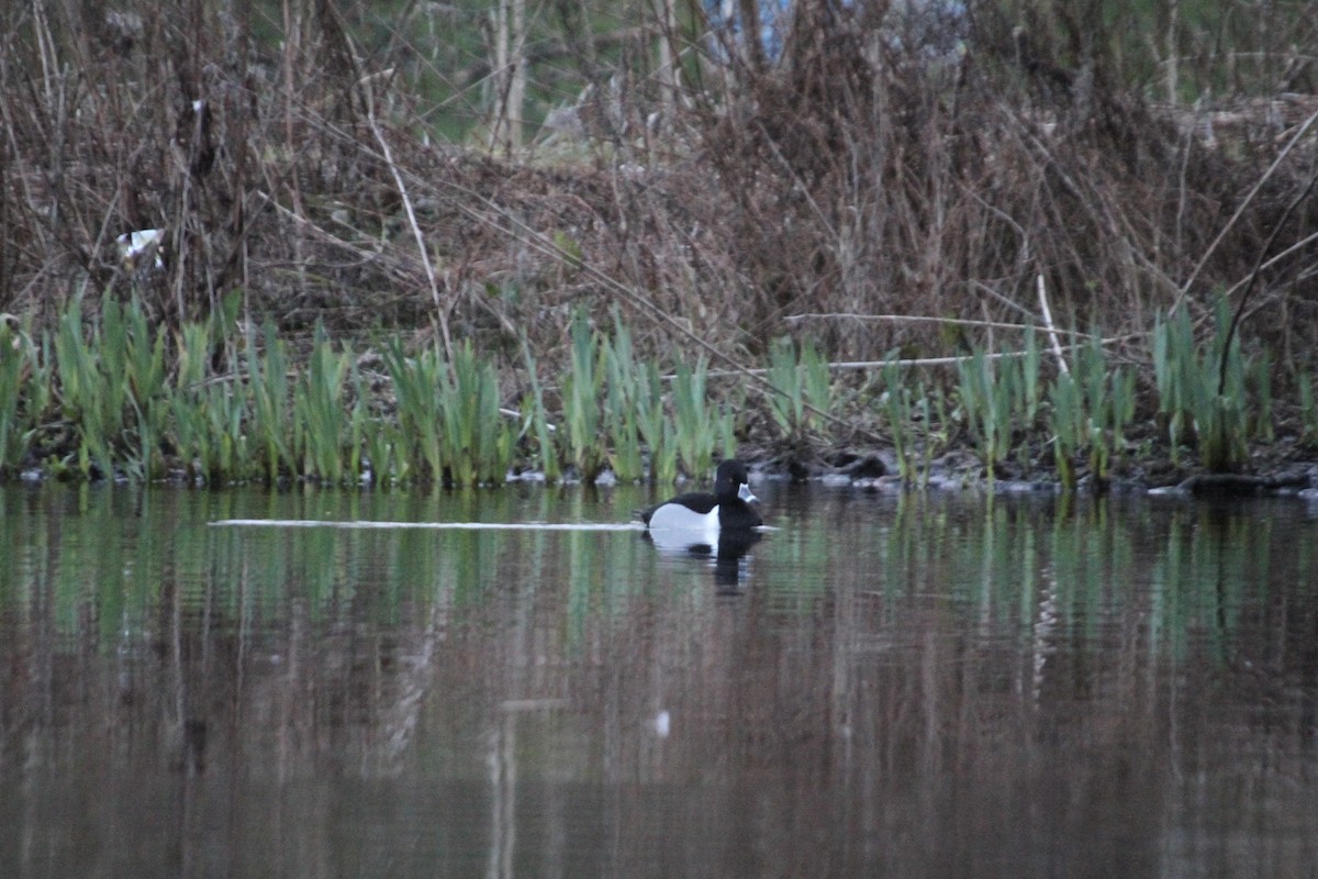 Ring-necked Duck - Ron Pasieczna