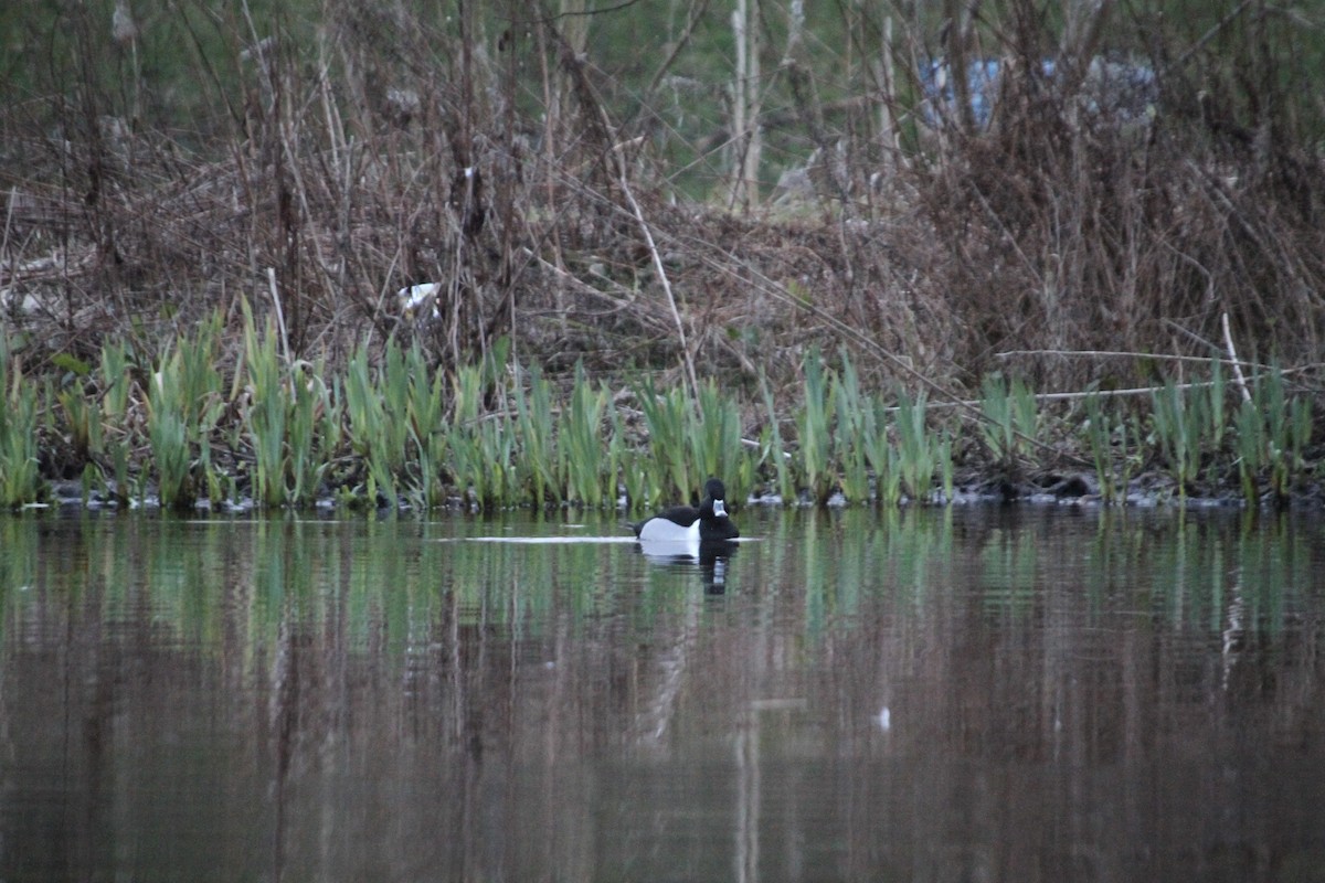 Ring-necked Duck - ML616602351