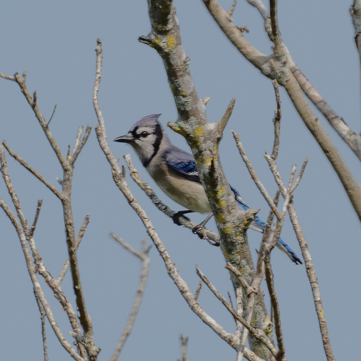 Blue Jay - ML616602384