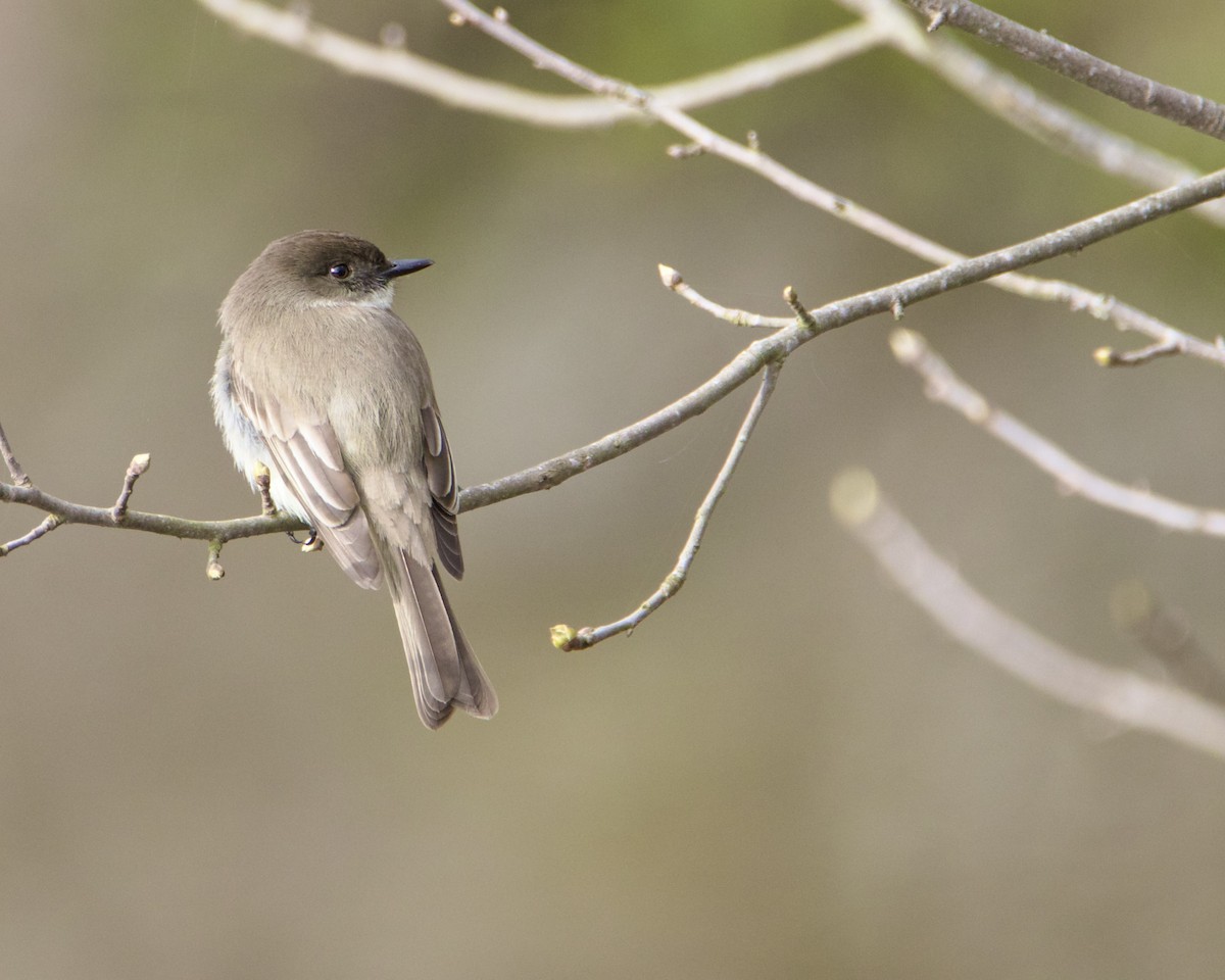 Eastern Phoebe - ML616602409