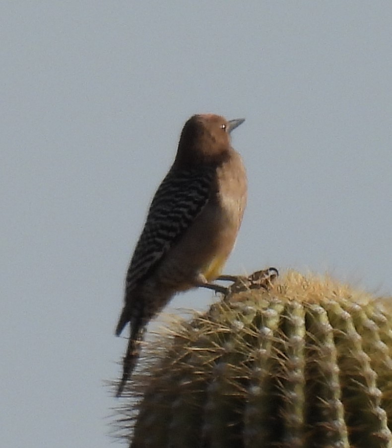 Gila Woodpecker - Julie Furgason