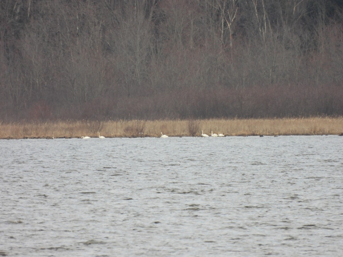 Tundra Swan - ML616602466