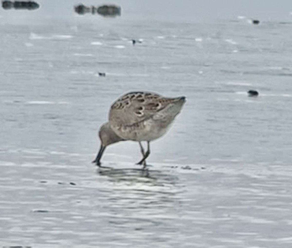 Short-billed Dowitcher - Tim Rodenkirk