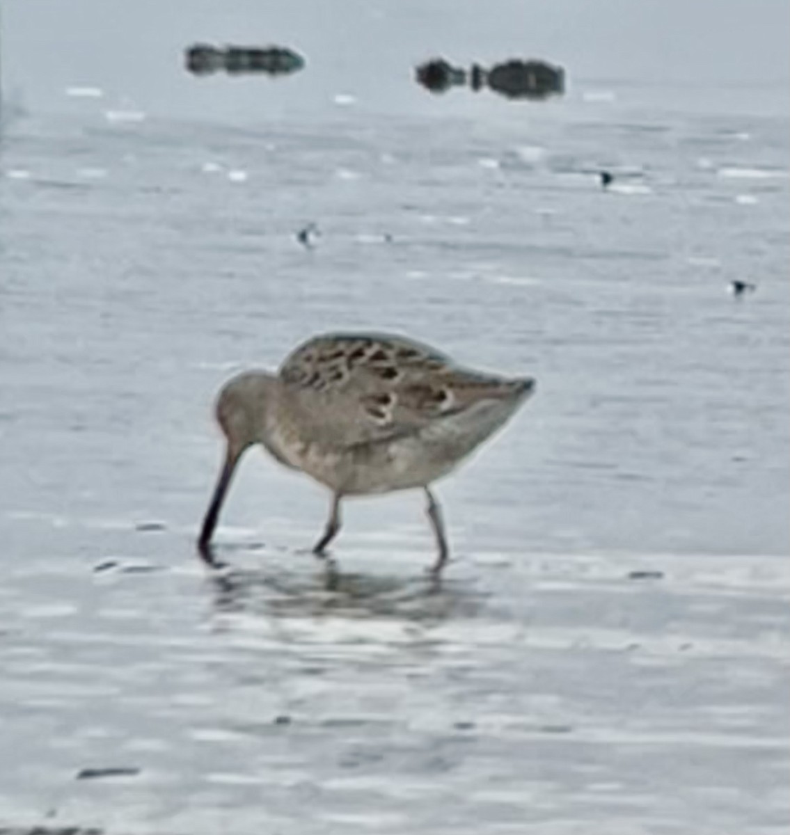 Short-billed Dowitcher - ML616602480