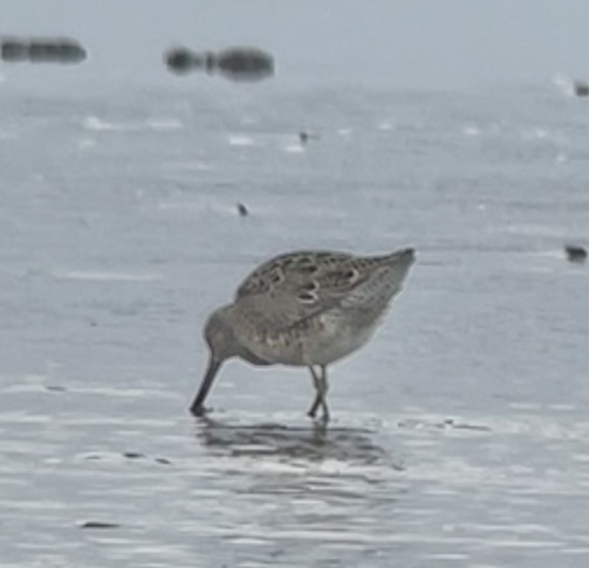 Short-billed Dowitcher - ML616602481