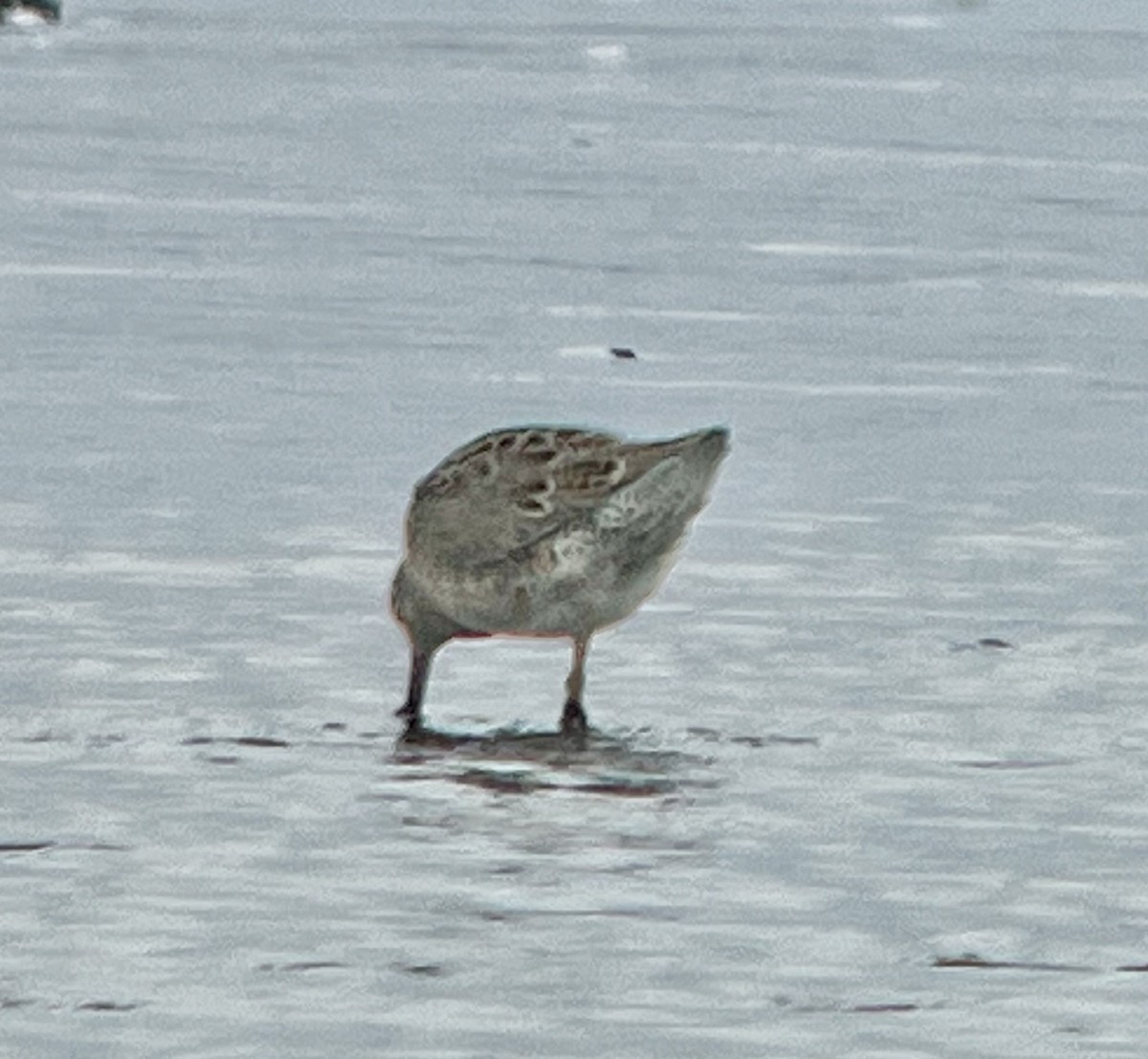 Short-billed Dowitcher - Tim Rodenkirk