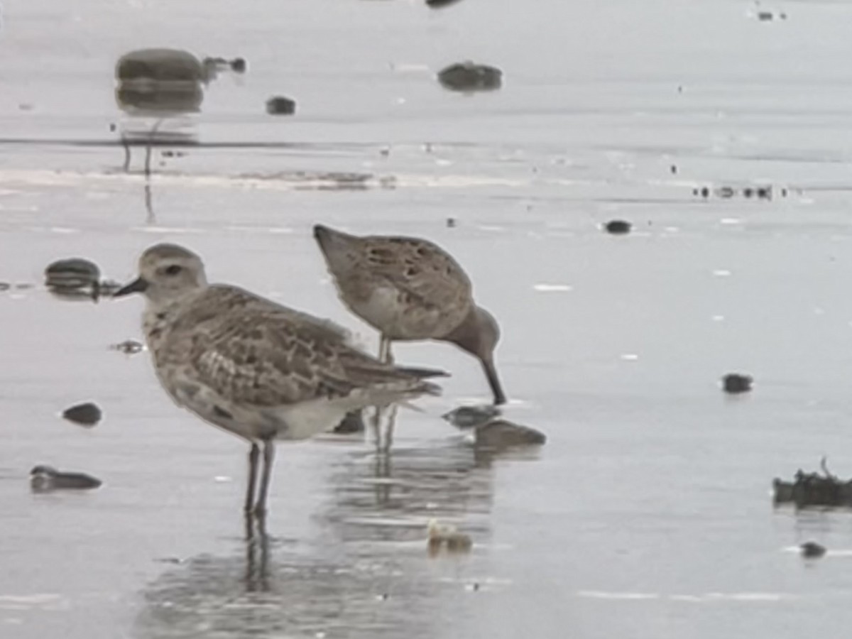 Short-billed Dowitcher - ML616602484