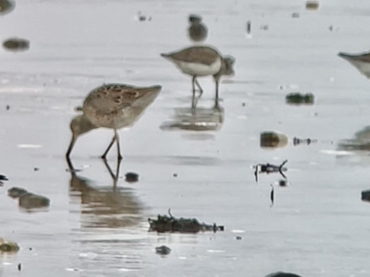 Short-billed Dowitcher - ML616602485