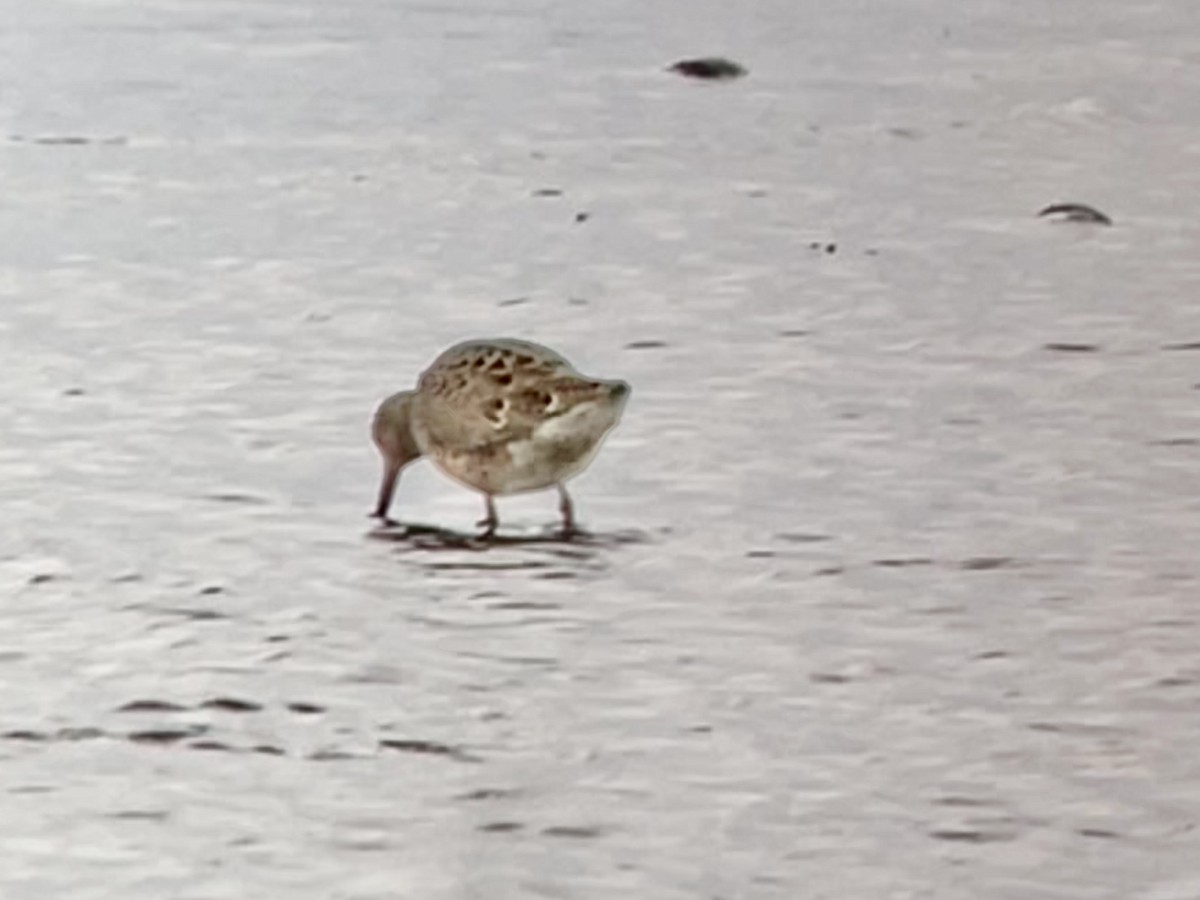 Short-billed Dowitcher - ML616602486