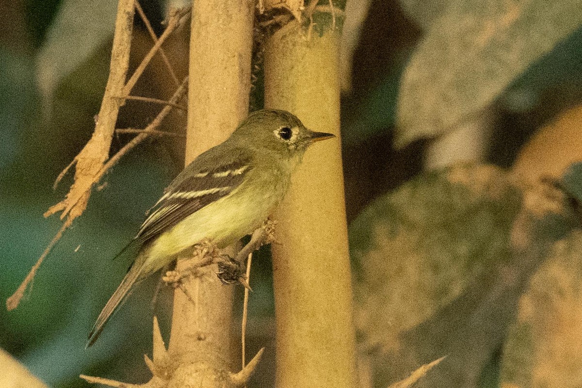 Empidonax sp. - Jamie Vidich