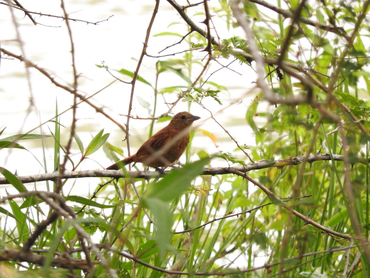 Ruby-crowned Tanager - Roberto Rebeque Junior