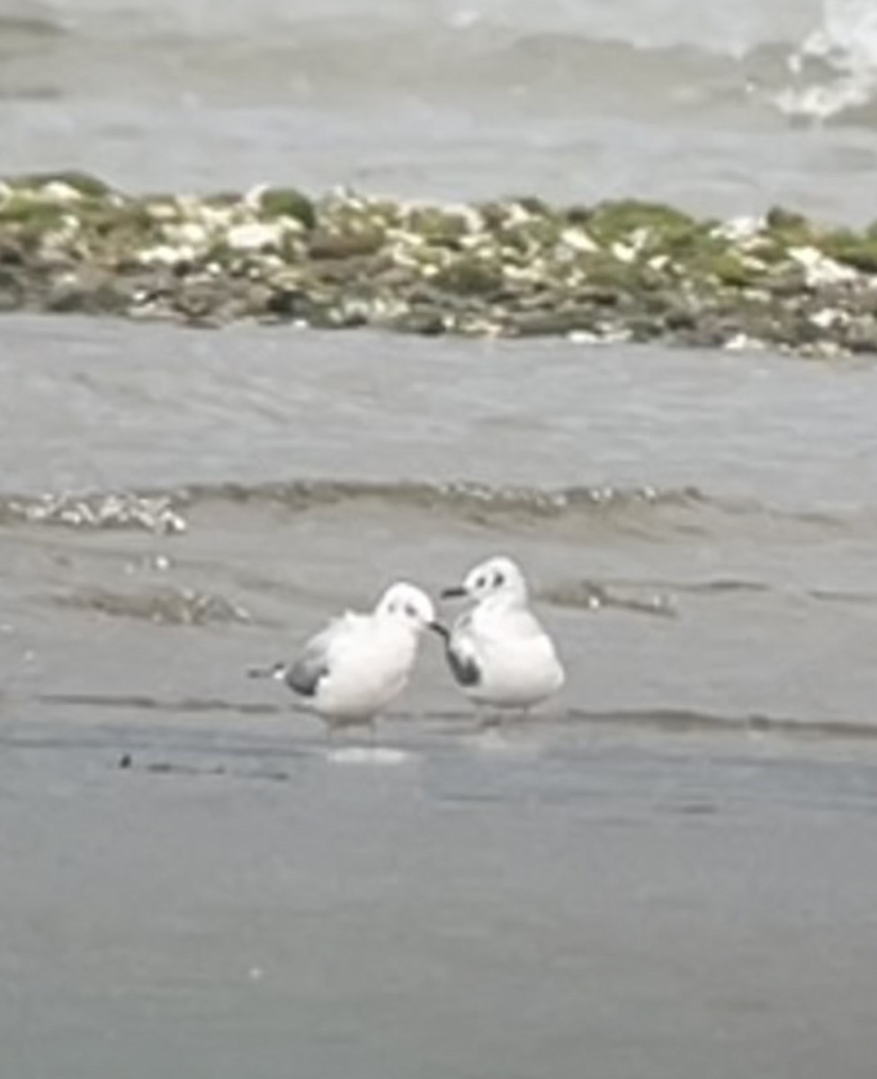 Bonaparte's Gull - ML616602505