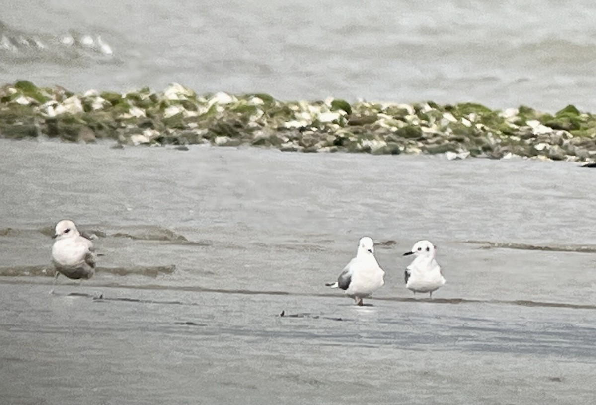 Bonaparte's Gull - ML616602506