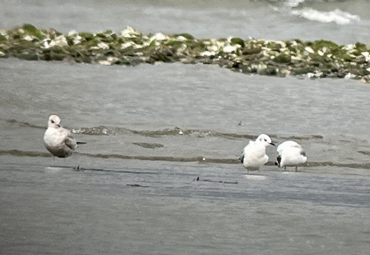 Bonaparte's Gull - ML616602507