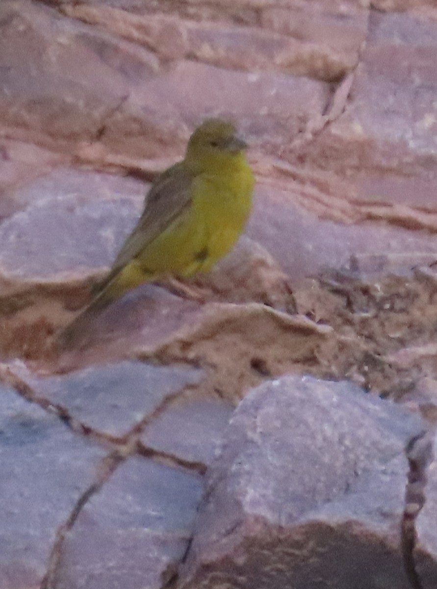 Greenish Yellow-Finch - ML616602517