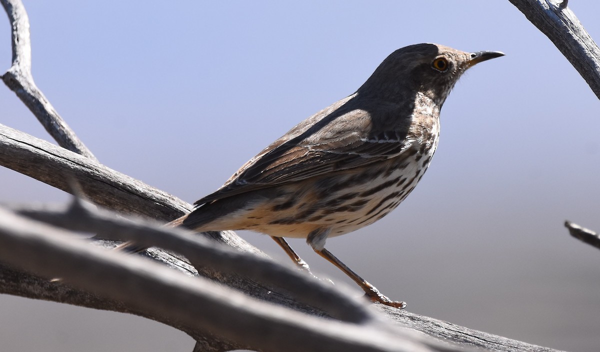 Sage Thrasher - ML616602540