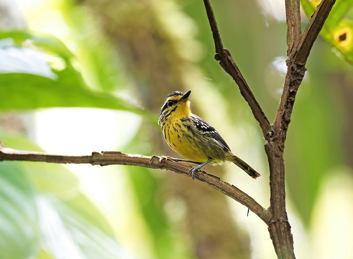 Yellow-browed Antbird - ML616602564