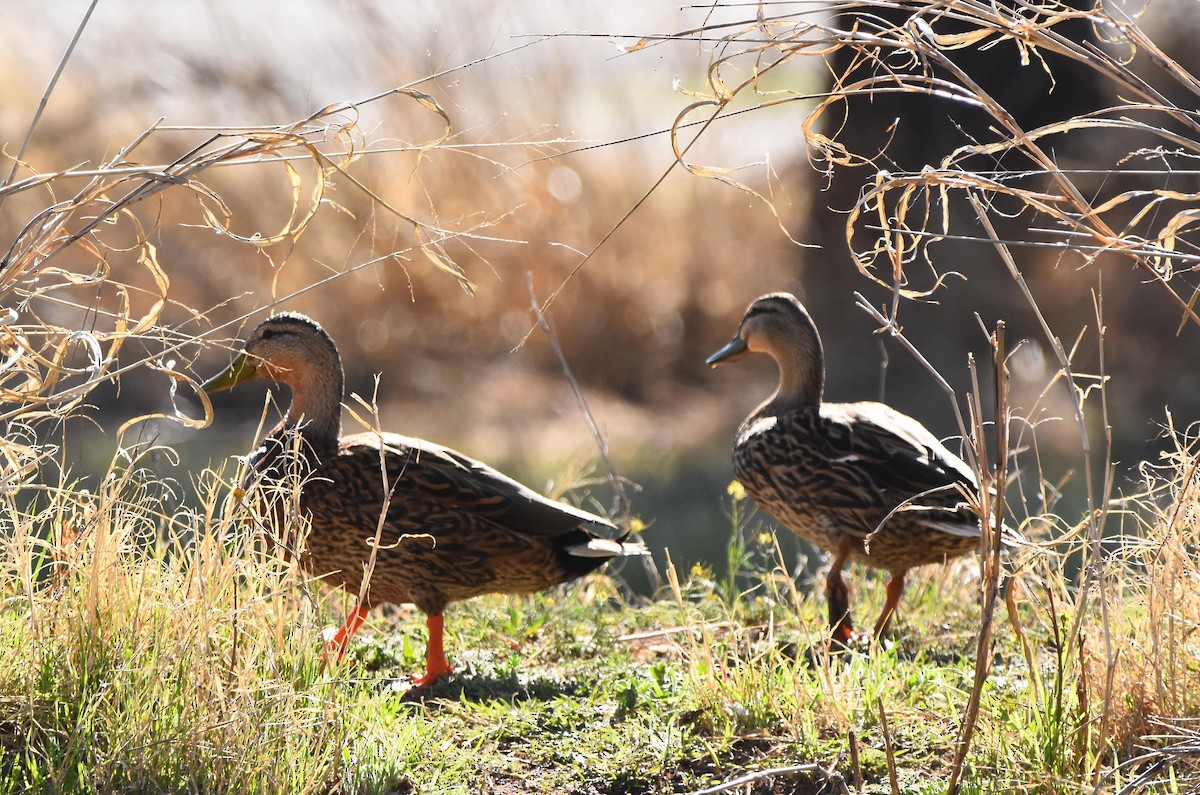 Mexican Duck - ML616602575