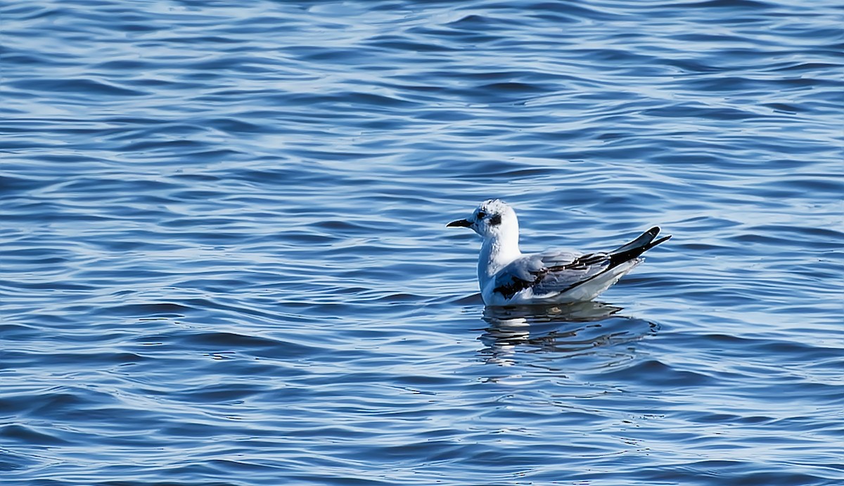 Bonaparte's Gull - ML616602607