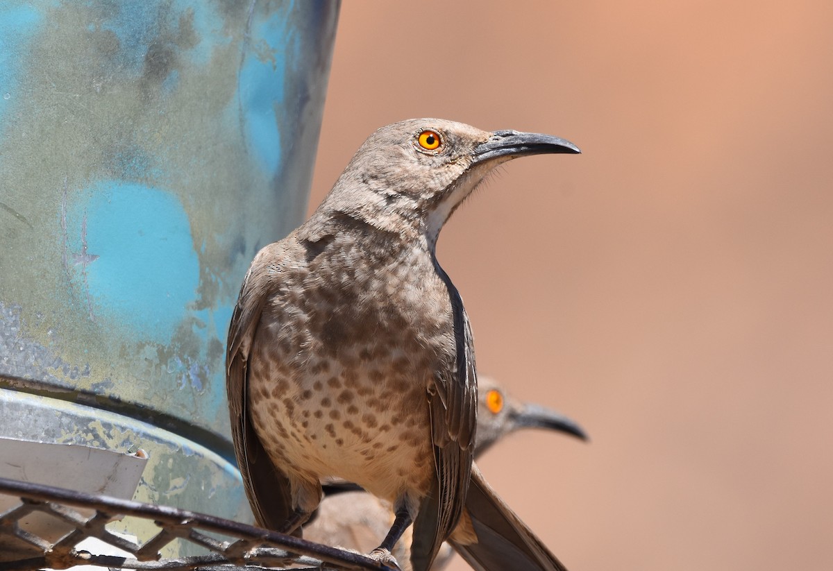 Curve-billed Thrasher - ML616602608