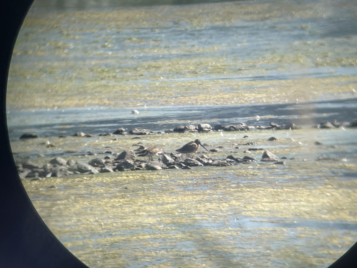 Long-billed Dowitcher - ML616602616