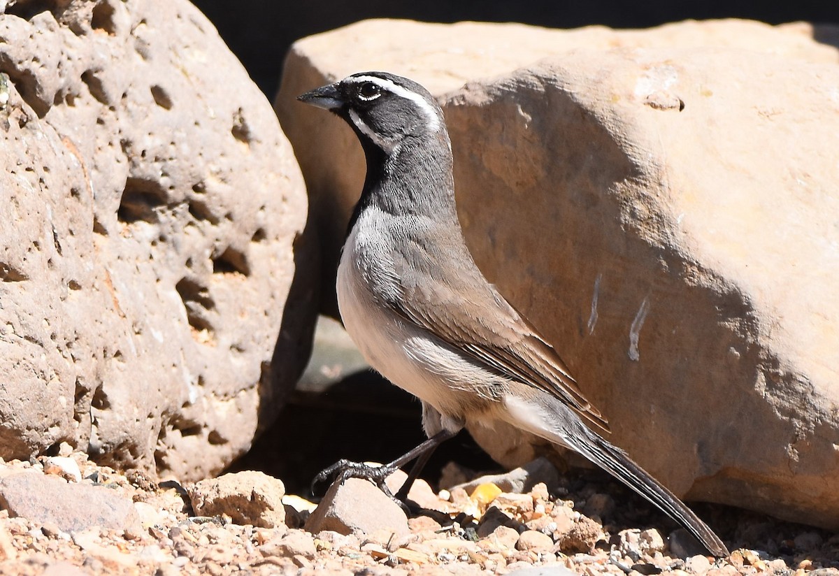 Black-throated Sparrow - ML616602618