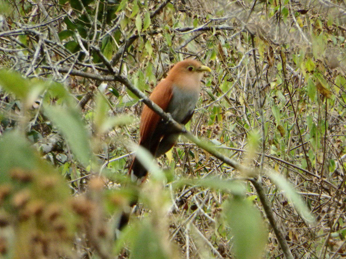 Squirrel Cuckoo - ML616602643