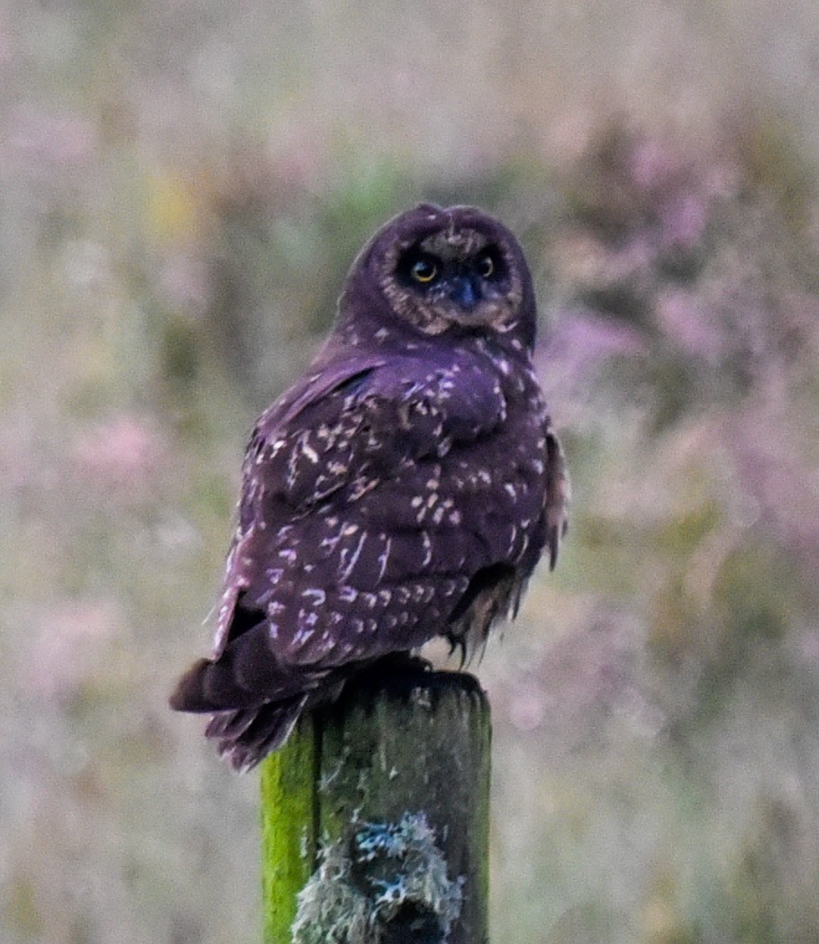 Búho Campestre (sudamericano) - ML616602651