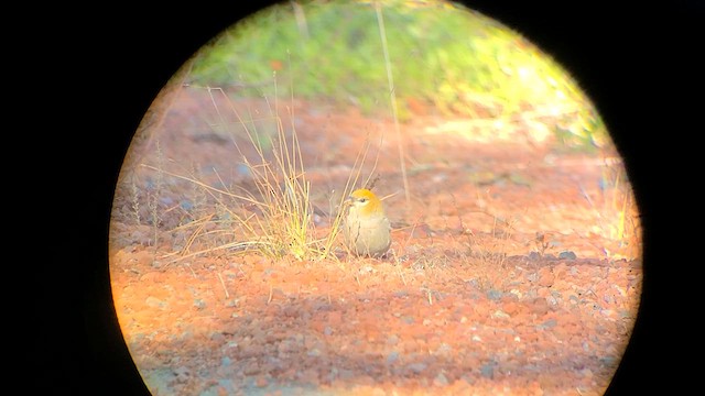 Pine Grosbeak - ML616602676