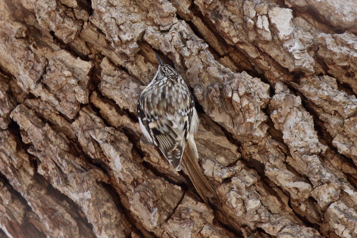 Brown Creeper - ML616602703