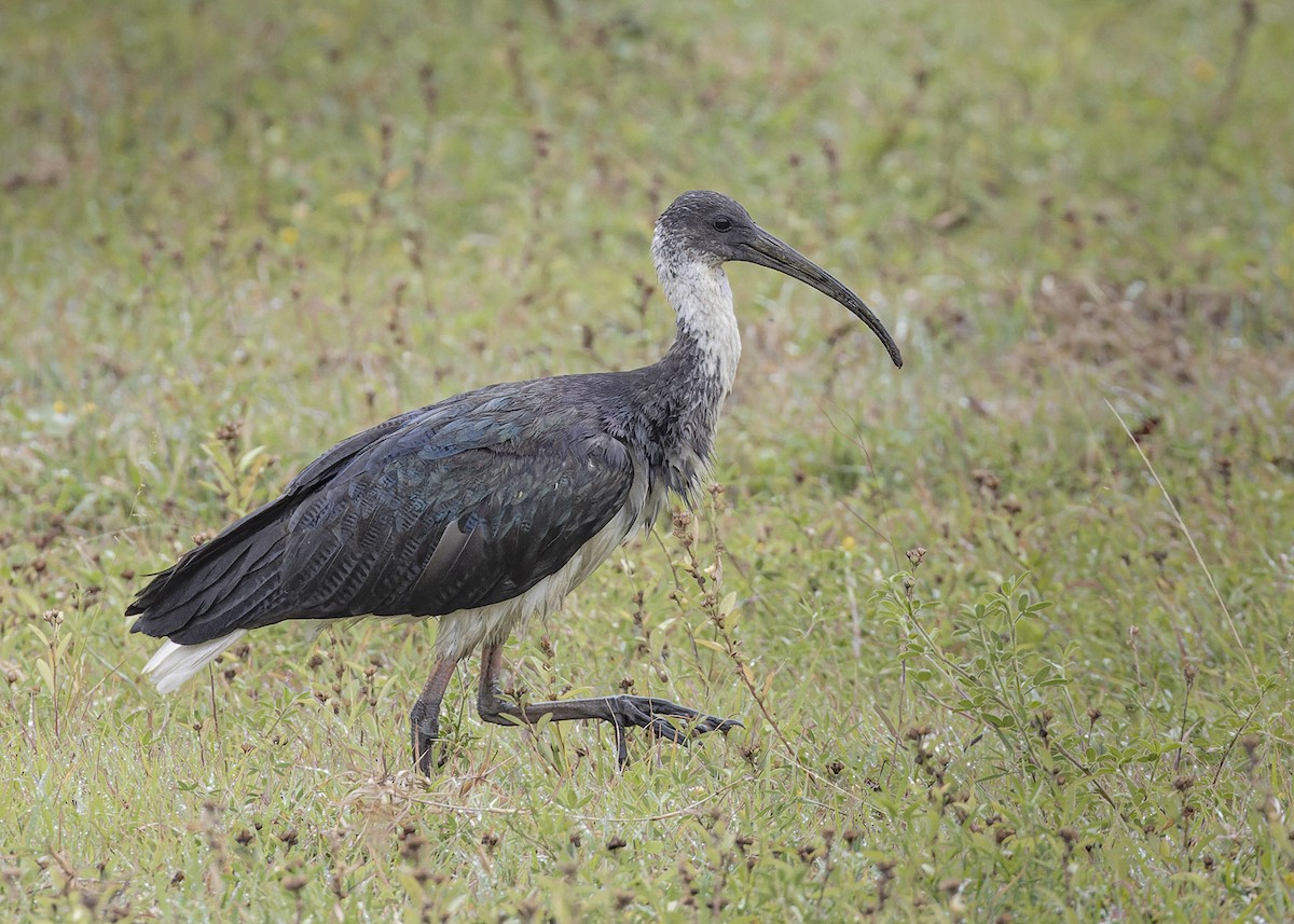 Straw-necked Ibis - Bruce Ward-Smith