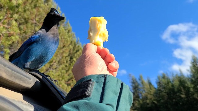 Steller's Jay - ML616602711