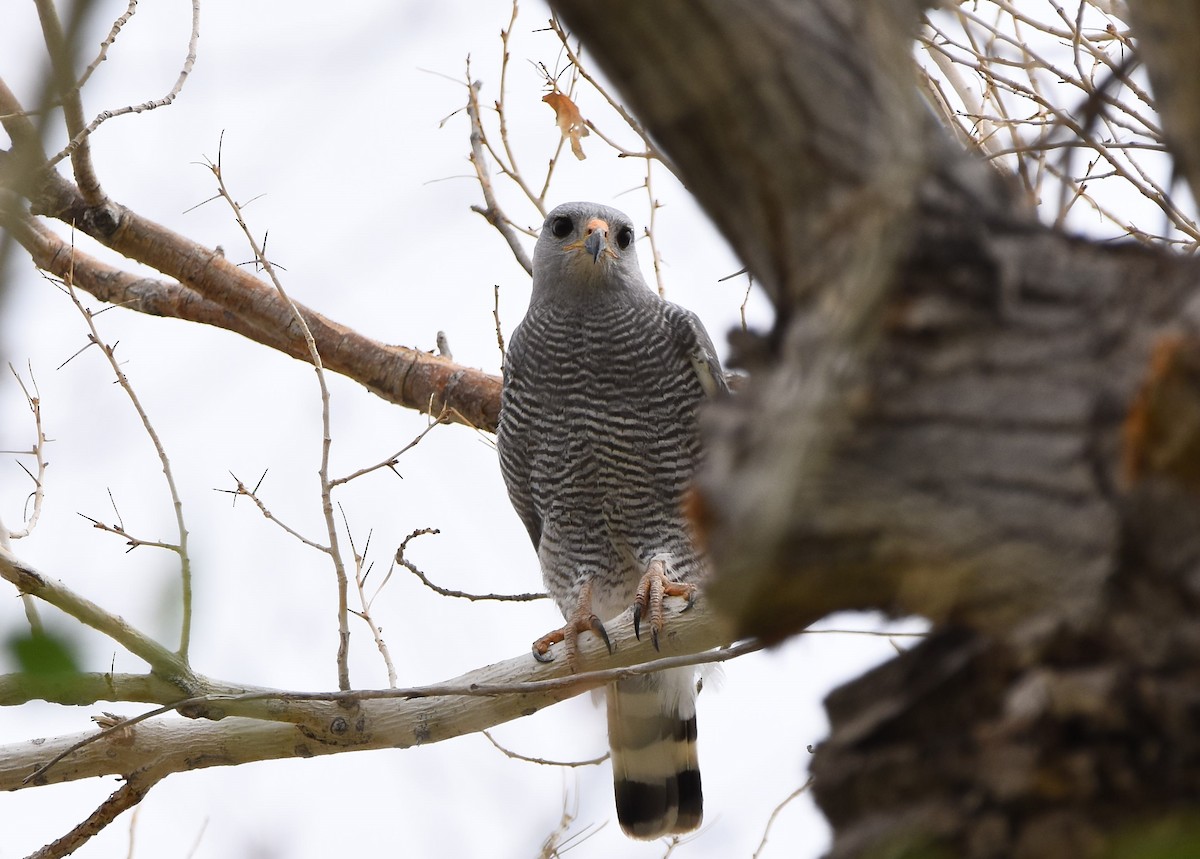 Gray Hawk - Christi McMillen