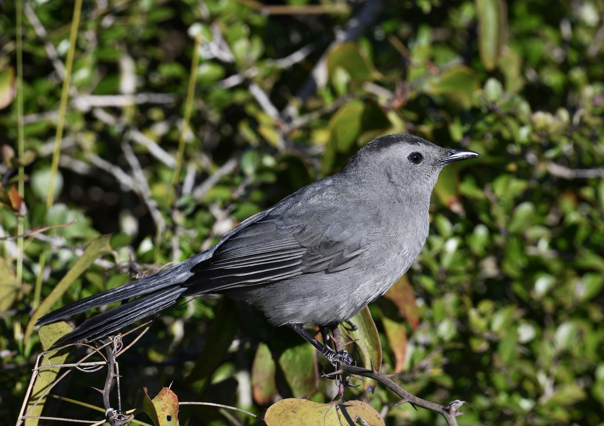 Gray Catbird - ML616602733