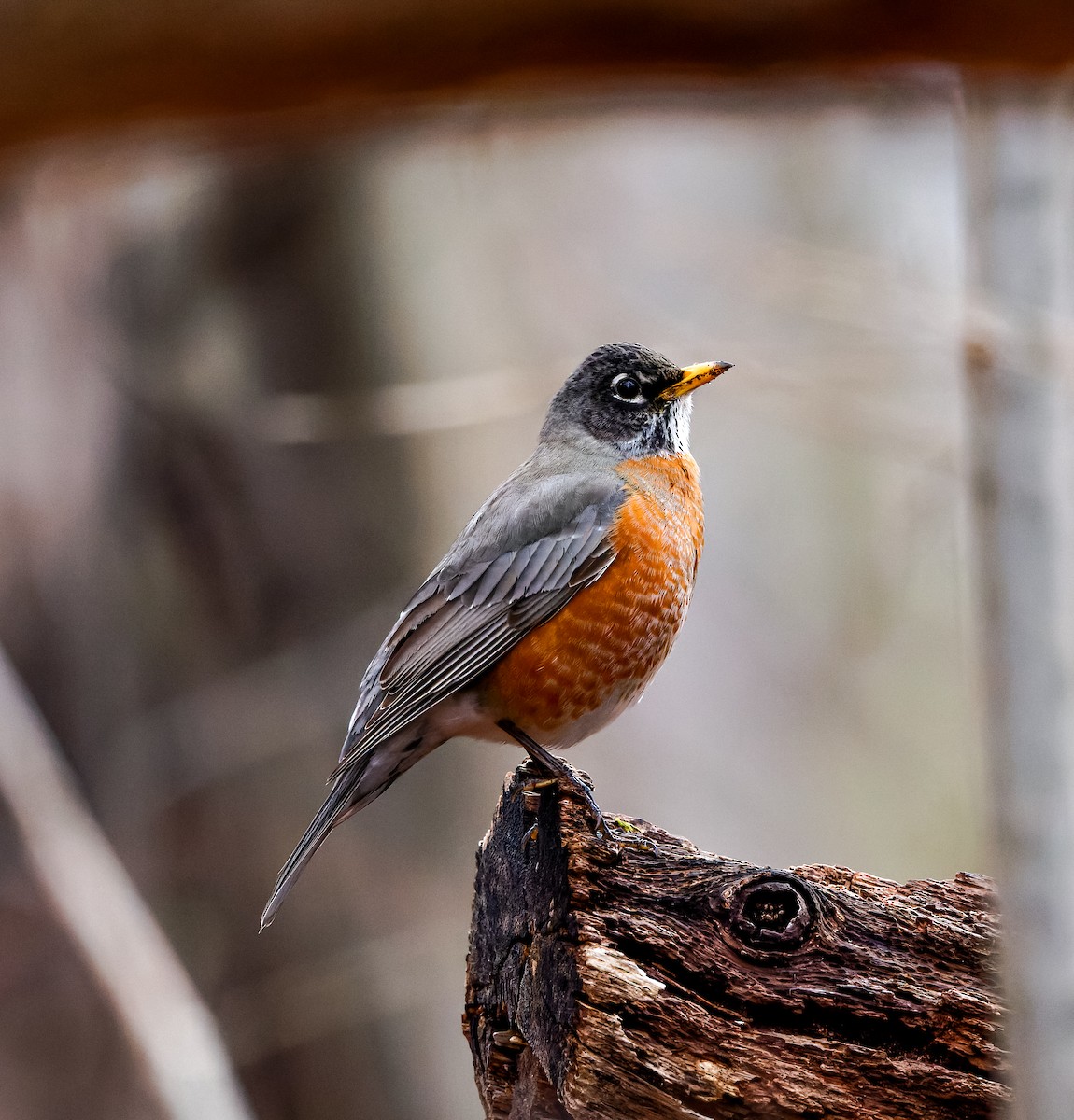 American Robin - ML616602808